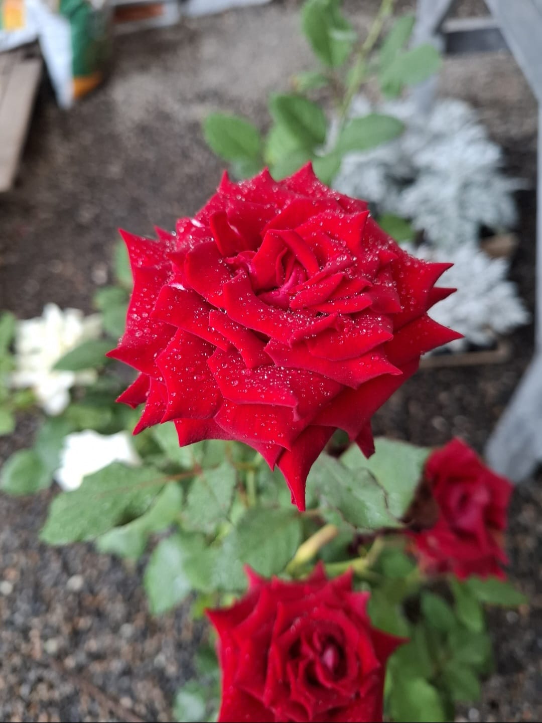 rosa colombiana vermelha